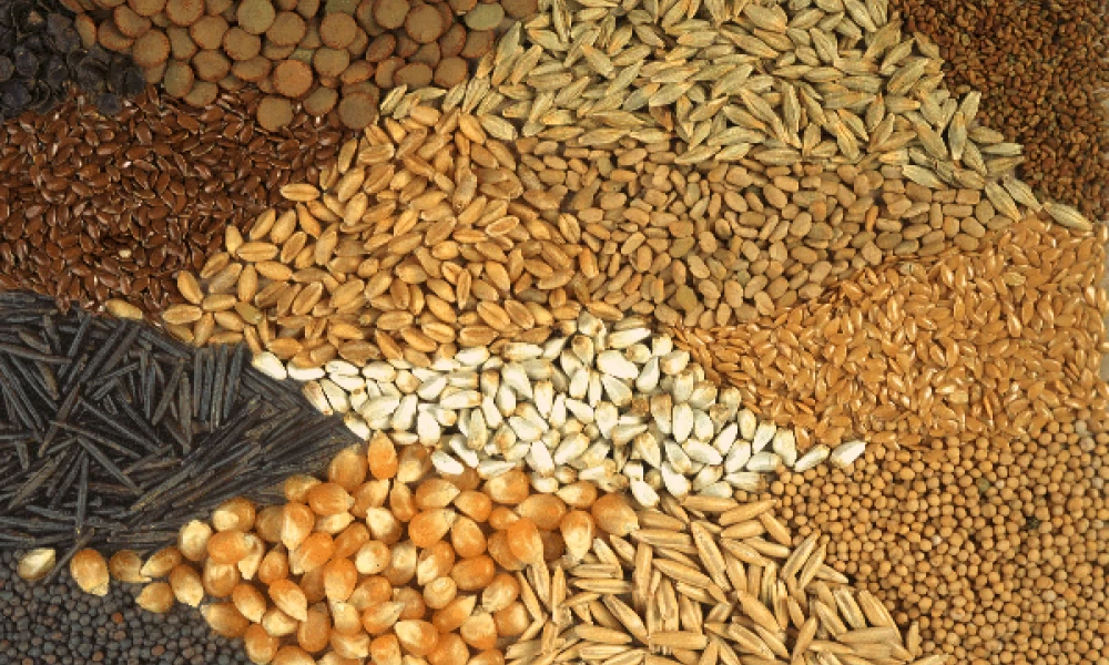 Ιαπωνία: Δρομολογεί την απαγόρευση μεταφοράς σπόρων και άλλων